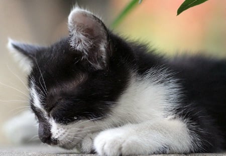 Cat Nap - black, fur, white, feline, asleep, cat