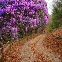 flowing trees in purple