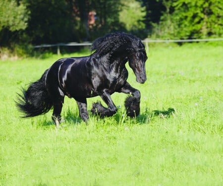 Friesian Pride - holland, black, pride, horses, dutch, friesian, friesland