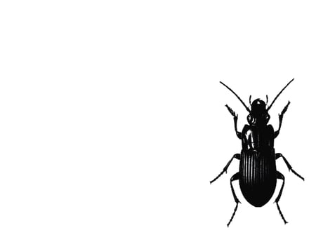 Bug - black, white, awesome, bug