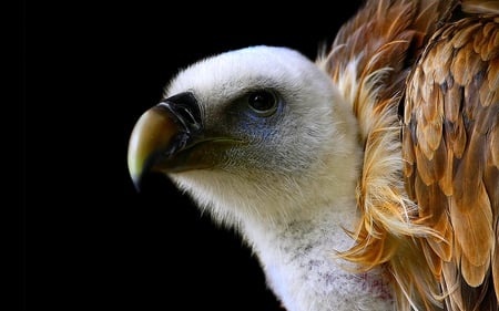 THE VULTURE'S EYE - bird, vulture, beauty, prey