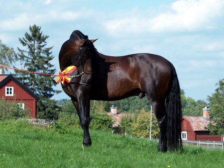 I'm Blushing - spanish, horses, brown, bay, andalusian