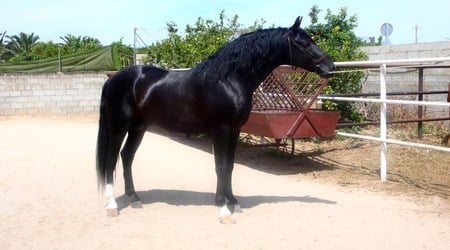 Black Andalusian - horses, andalusian, black, spanish