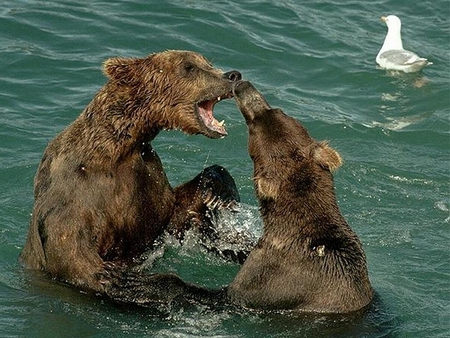 And, I'm Telling You It's A Seagull..... - water, brown, gull, sea, bears