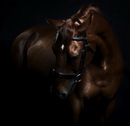 Chestnut In The Darkness - horses, darkness, chestnut, stallions