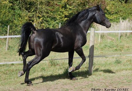 Arabian Shadow - horses, oriental, black, arabian