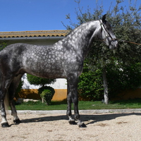 Dappled Grey Andalusian