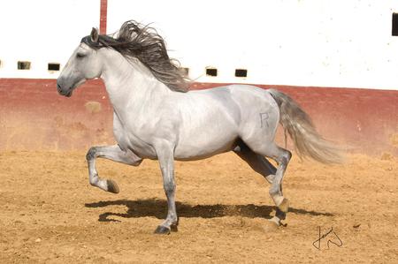 Zorzal - horses, zorzal, spanish, grey, andalusian