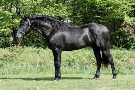 Black PRE - horses, andalusian, black, spanish