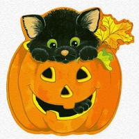 little black kitten in a pumpkin