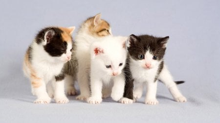 Cute kittens - sweet, cat, animal, kitten