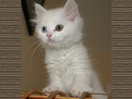 Blue and green eye cat - kitten, cat, eye, blue, green