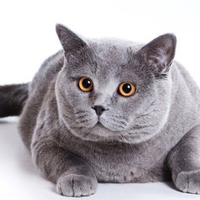 Grey fat cat