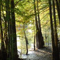 Cypress swamp