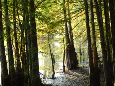 Cypress swamp - morning, trees, sunlight, cypress, swamp