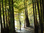 Cypress swamp