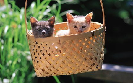 Sweet cat in basket - kitten, cat, sweet, basket, grass