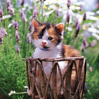 Cat in garden