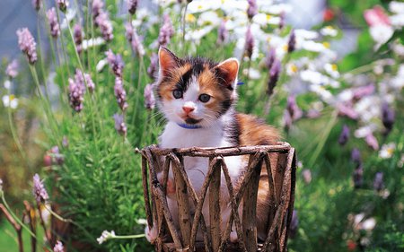 Cat in garden - garden, cat, nature, kitten