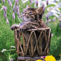 Cat and flowers