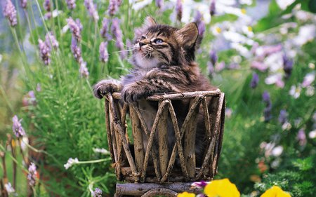 Cat and flowers - cat, basket, flower, kitten