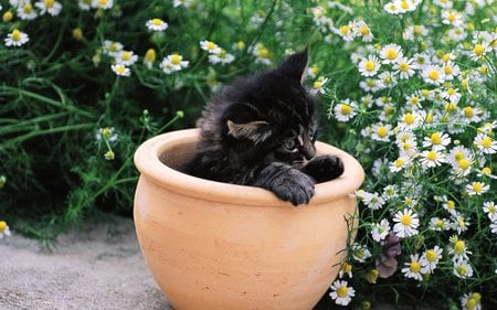 Black kitten - garden, flower, kitty, pot, kitten, cat, sweet, daisy