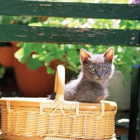 Cat in basket
