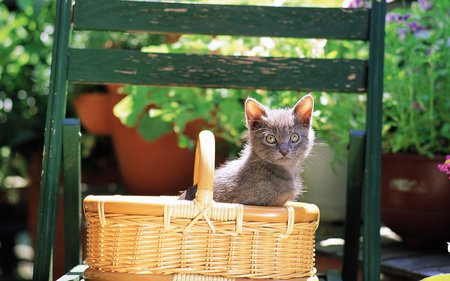 Cat in basket - kitten, cat, sweet, basket, grass