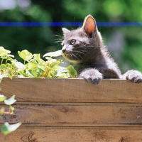Cat watching