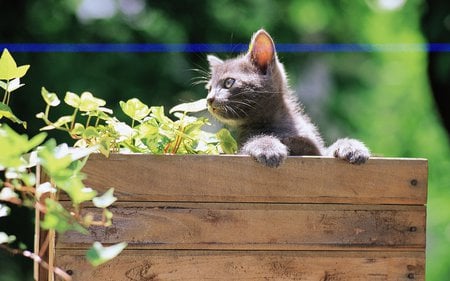 Cat watching - sweet, forest, cat, kitten