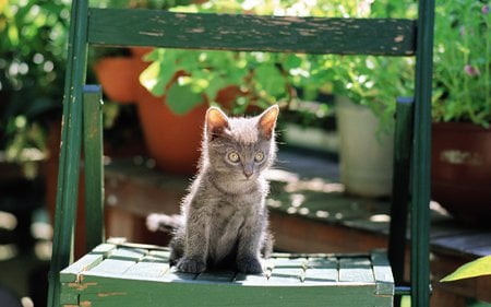 Sweet cat in garden - sweet, garden, cat, kitten