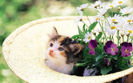 Sweet kitten in hat - flower, kitten, cat, sweet, daisy