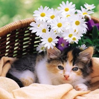 Sweet kitten in basket
