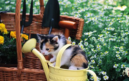 Kitten in garden - garden, flower, kitten, cat, grass