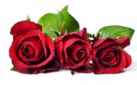 Roses for you!!!! - three, love, red, rose, flower