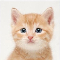 KITTY