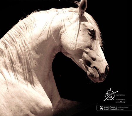 Horse Of Kings - spanish, white, horses, andalusian