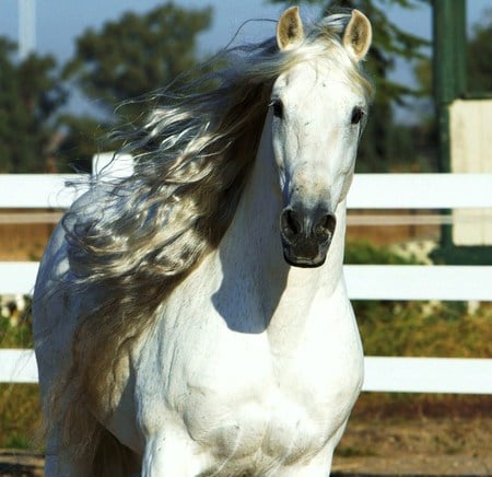 Altanero Close up - spanish, grey, altanero, horses, andalusian