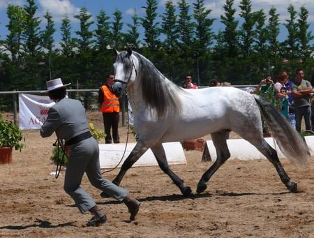 Run With Me - horses, trainer, spanish, grey, dappled grey, andalusian