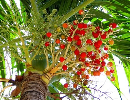 Tree Top - trunk, palm, fronds, fruit, tree