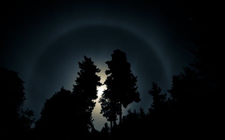 Rainbow in the Dark - moon, nature, sky, halo, trees, beautiful, night