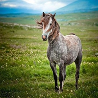 Appaloosa