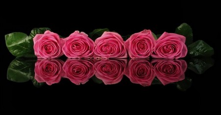 Pink roses - five, roses, pink, beautiful