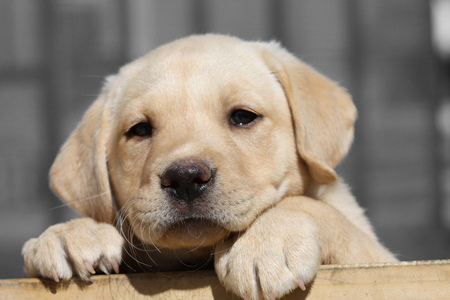 FEED ME PLEASE - face, looks, adorable, sad, cute