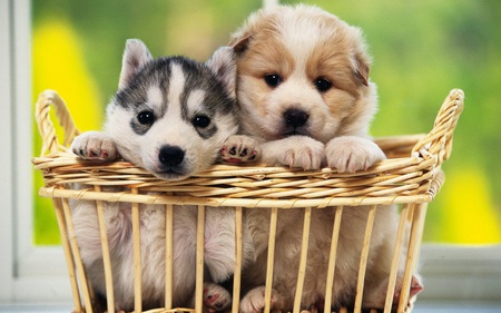 How much are the pups in the basket - adorable, cute, cuddly, loveable