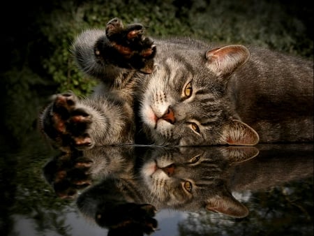 STRETCH IN REFLECTION - cat, reflection, stretch, kitty, floor