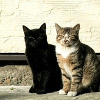 Cat shadow