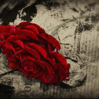 red rose