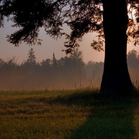 Misty Tree