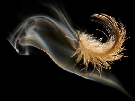 feather - nice, photography, smoke, black, cool, beautiful, feather, photo, harmony